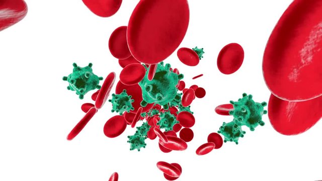 Erythrocytes, Viruses and Monocytes flowing in the blood stream symbolizing the human immune system fighting against intruders.
