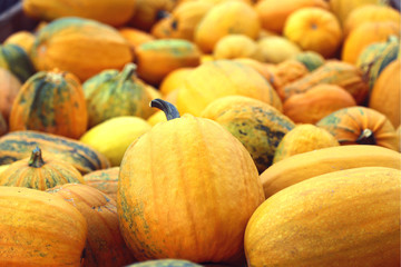 A harvest of pumpkins before Halloween