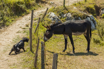 Donkey and dog trying to smell through a fence in the field