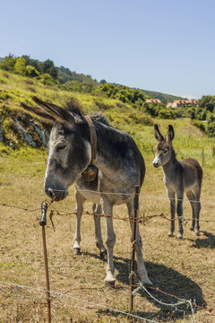 Donkeys in the field