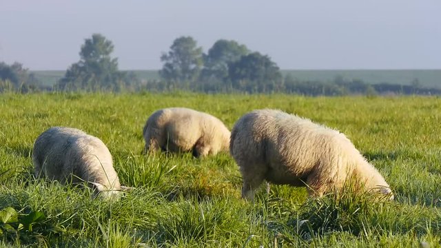 Schafe grasen auf dem Deich