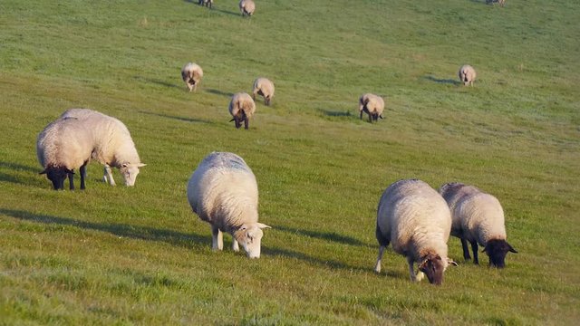 Schafe grasen auf dem Deich