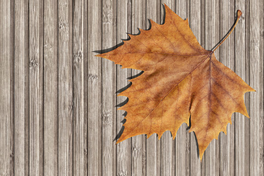 Dray Maple Leaf On Bamboo Place Mat Background