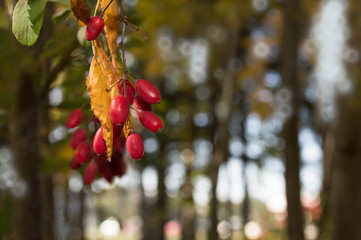 barberries