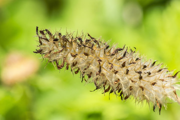 Fuzzy, spiky plant close up