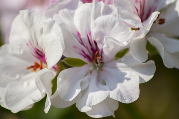 Fototapeta na wymiar White flower close up