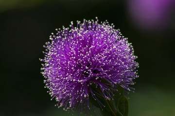 Purple long stem plant.