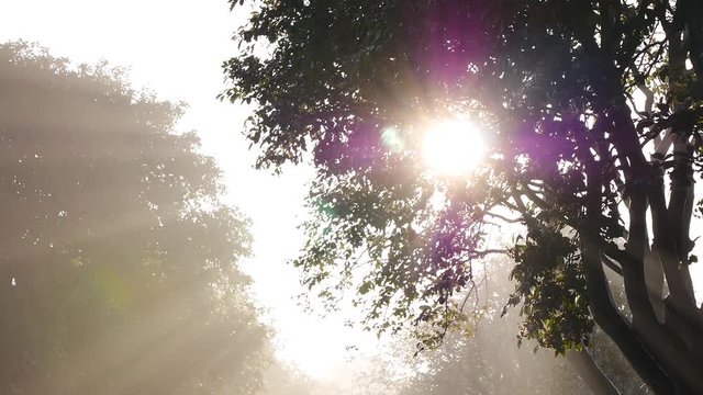 Baumallee im Nebel bei Sonnenaufgang
