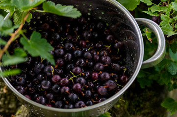 Black Gooseberries freshly picked from the bush.