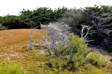 arbres morts