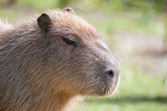 capybara