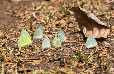 Butterfly group white green yellow on leaves dry