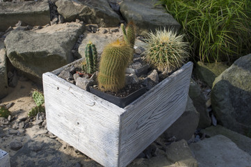 kaktusy w ogrodzie w białej ręcznie robionej skrzynce, White box handmade, cactus © Krzysztof Matloch