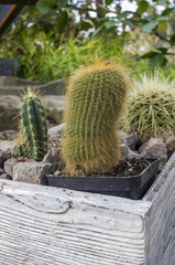 kaktusy w ogrodzie w białej ręcznie robionej skrzynce, White box handmade, cactus © Krzysztof Matloch