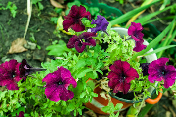 Image full of pink petunia flowers