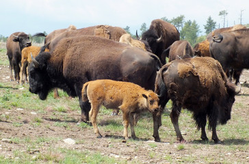 North American Bison