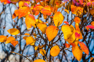 Orange dogwood leaves gray background