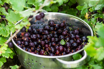 Black Gooseberries freshly picked from the bush.