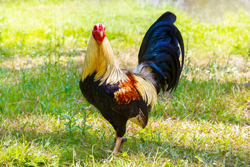 2017 Chinese New Year of the Cock / Rooster. Celebration backgro