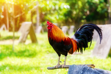 2017 Chinese New Year of the Cock / Rooster. Celebration backgro