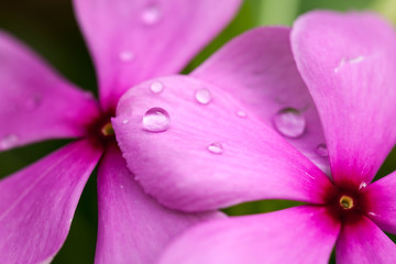 water drops on a purple flower