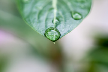 Water drops on leaf