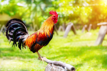 2017 Chinese New Year of the Cock / Rooster. Celebration backgro