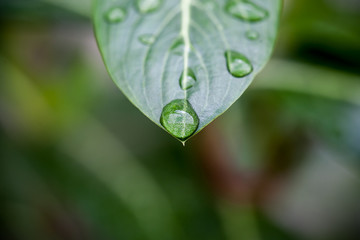 Water drops on leaf