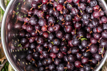 Black Gooseberries freshly picked from the bush.