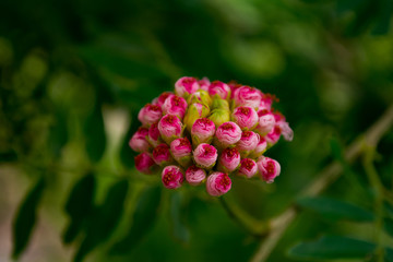 Coiled up and ready to bloom