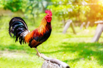 2017 Chinese New Year of the Cock / Rooster. Celebration backgro