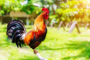 2017 Chinese New Year of the Cock / Rooster. Celebration backgro