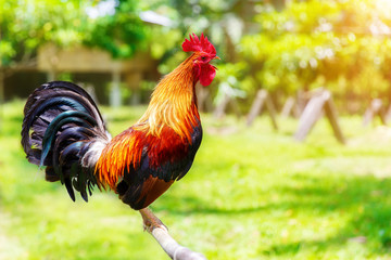 2017 Chinese New Year of the Cock / Rooster. Celebration backgro