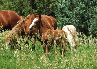 Mustang Foal