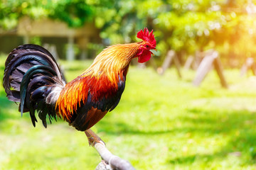 2017 Chinese New Year of the Cock / Rooster. Celebration backgro