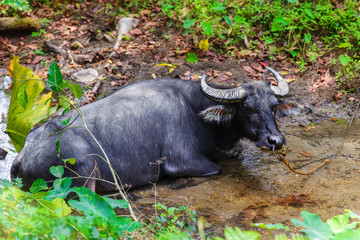 Old Buffalo resting near a stream.