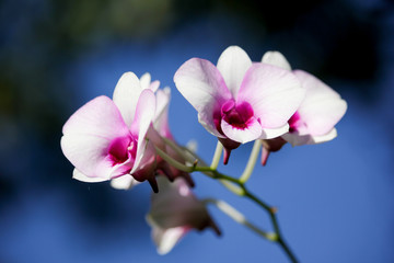 Naklejka na ściany i meble White and soft Pink orchid flower