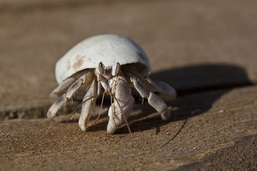 Hermit crab (Coenobita scaevola) on a wooden background