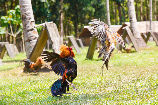 Philippine traditional cockfighting competition on green grass.