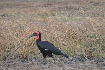 southern ground hornbill bucorvusleadbeateri in mikumi national park in tanzania africa 