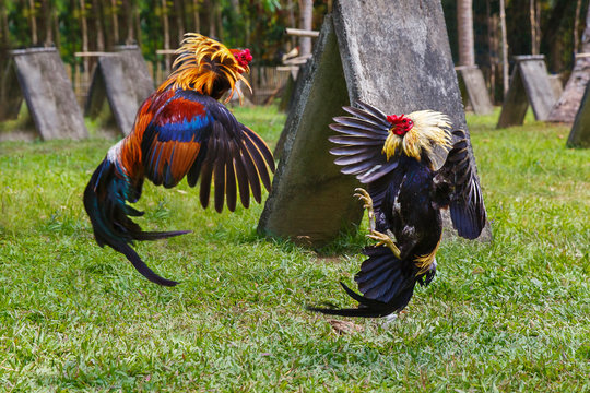 Krishna Fighting Roosters