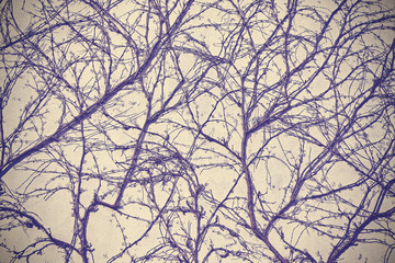 Creeping withered plant on wall background, vintage purple filter applied.