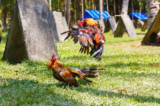 Philippine traditional cockfighting competition on green grass.