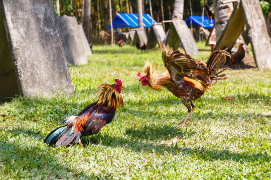 Philippine traditional cockfighting competition on green grass.