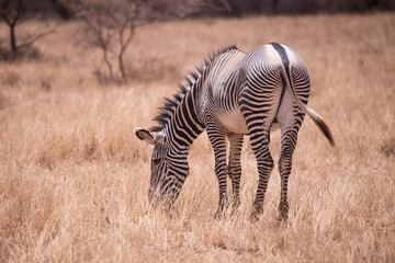 Obraz na płótnie Canvas Grevy's zebra in Samburu National Park in Kenya