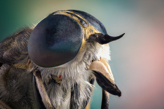 Portrait of a fly close up