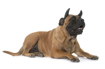 bull mastiff and horn