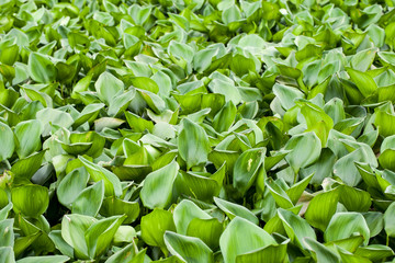 Water hyacinth plant on a river