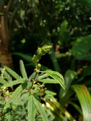 Close up of a green plant