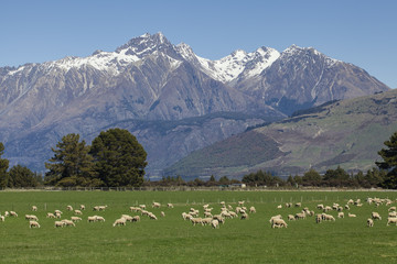Fototapeta na wymiar Sheep farm